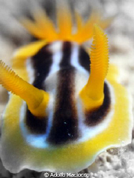Chromodoris Africana by Adolfo Maciocco 